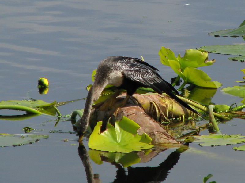 Wakodahatchee-Wetlands-Delray-Beach-FL-020