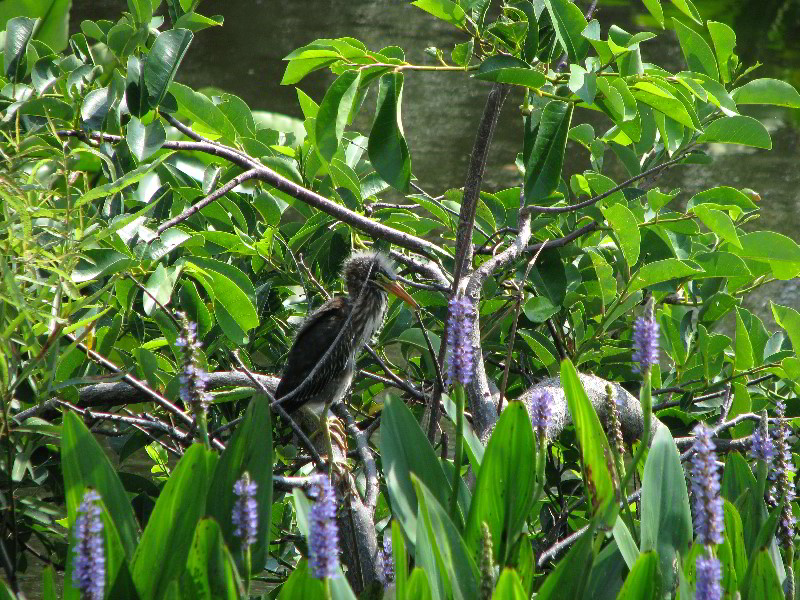 Wakodahatchee-Wetlands-Delray-Beach-FL-021