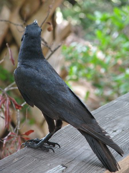 Wakodahatchee-Wetlands-Delray-Beach-FL-025