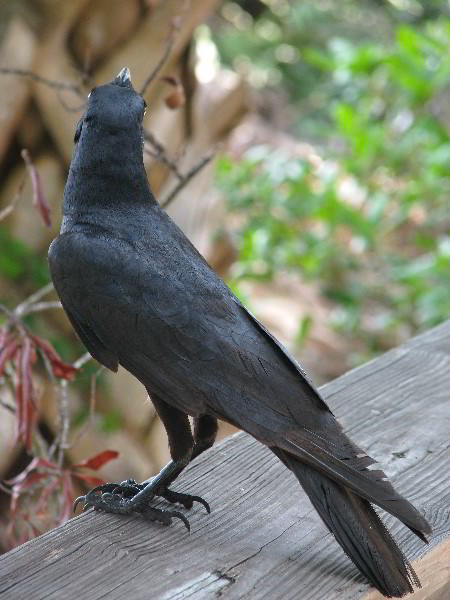 Wakodahatchee-Wetlands-Delray-Beach-FL-025