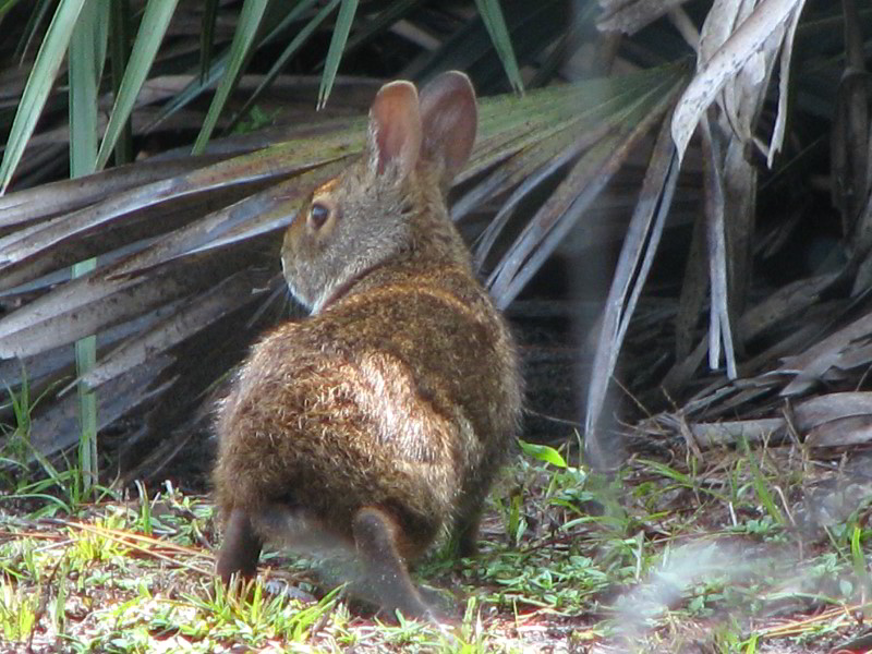 Wakodahatchee-Wetlands-Delray-Beach-FL-026