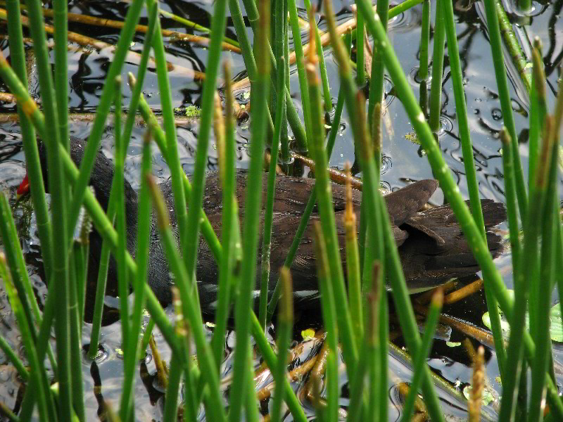 Wakodahatchee-Wetlands-Delray-Beach-FL-030