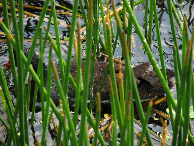 Wakodahatchee-Wetlands-Delray-Beach-FL-030