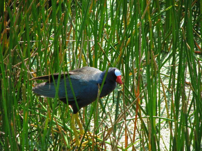 Wakodahatchee-Wetlands-Delray-Beach-FL-031