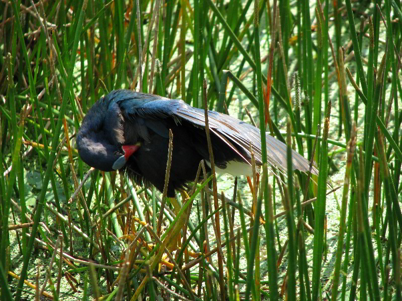 Wakodahatchee-Wetlands-Delray-Beach-FL-032