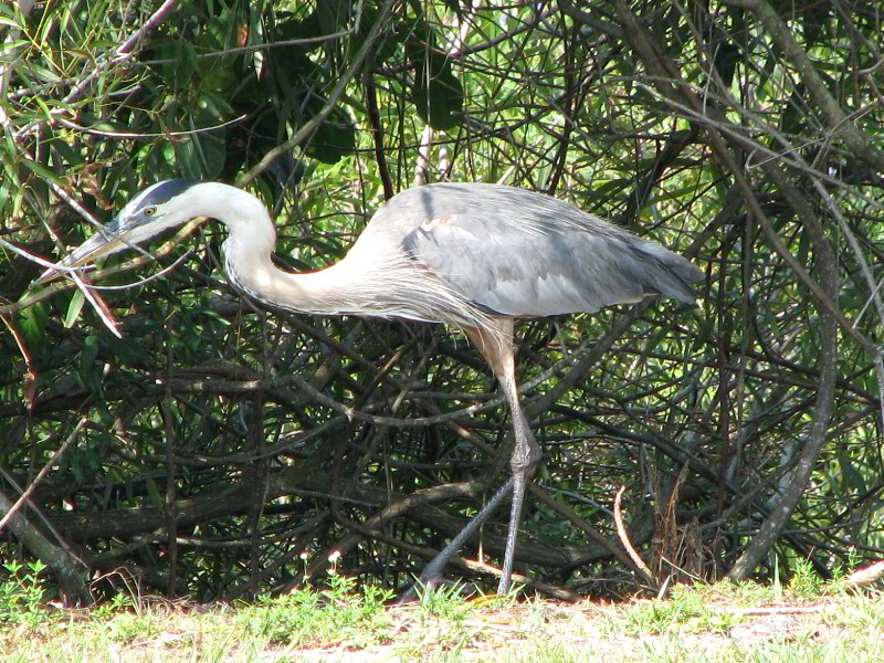 Wakodahatchee-Wetlands-Delray-Beach-FL-036