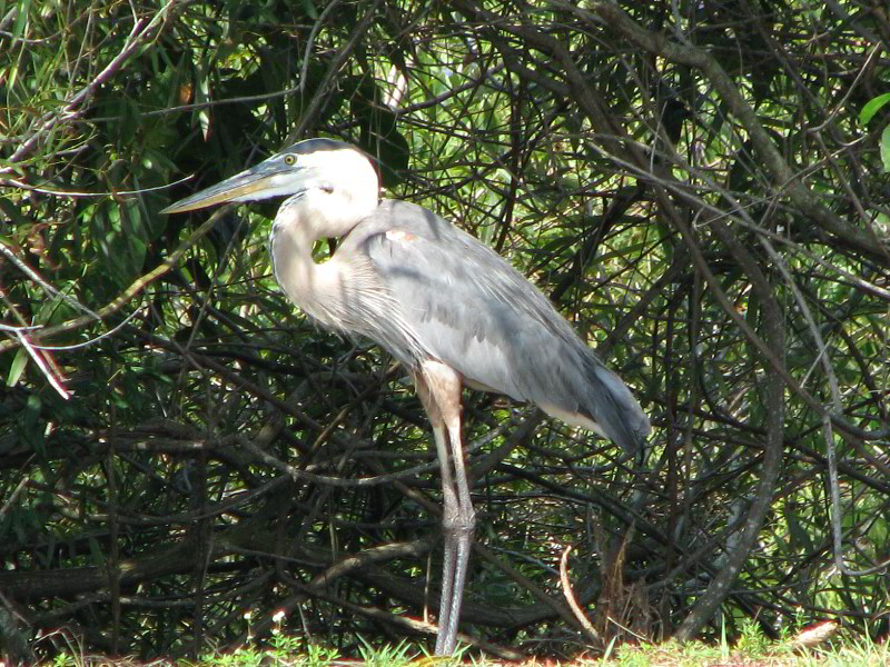 Wakodahatchee-Wetlands-Delray-Beach-FL-037