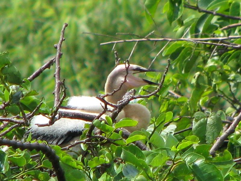 Wakodahatchee-Wetlands-Delray-Beach-FL-038