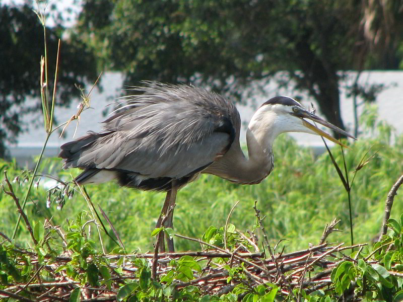 Wakodahatchee-Wetlands-Delray-Beach-FL-040