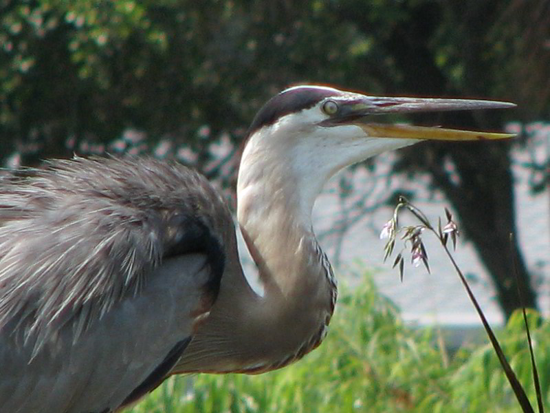 Wakodahatchee-Wetlands-Delray-Beach-FL-041