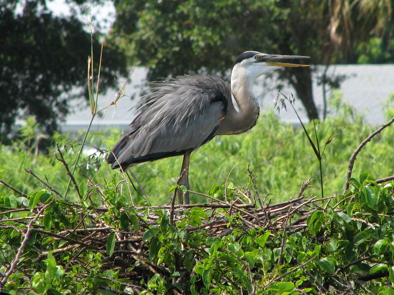 Wakodahatchee-Wetlands-Delray-Beach-FL-042