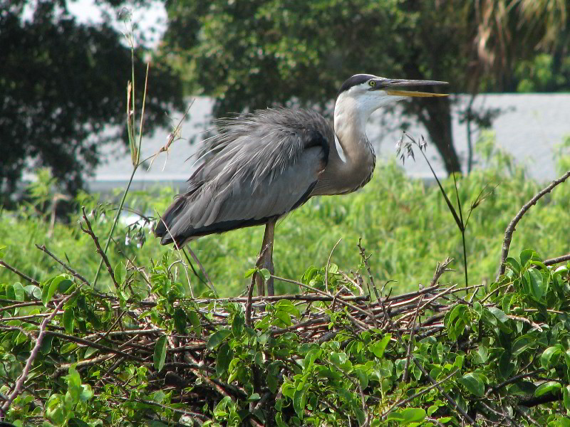 Wakodahatchee-Wetlands-Delray-Beach-FL-042