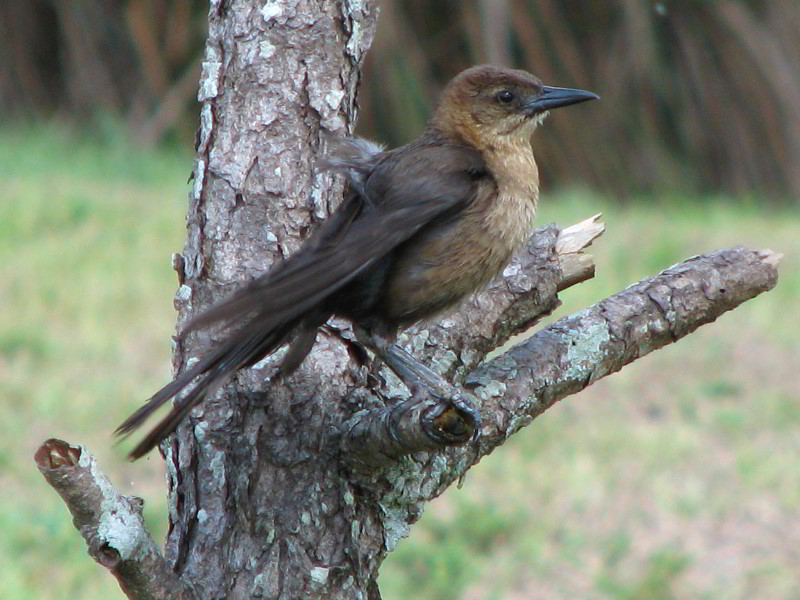 Wakodahatchee-Wetlands-Delray-Beach-FL-043