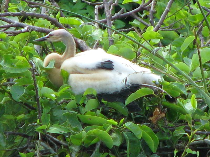 Wakodahatchee-Wetlands-Delray-Beach-FL-044