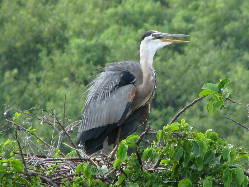 Wakodahatchee-Wetlands-Delray-Beach-FL-045