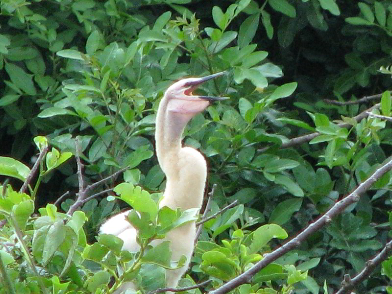 Wakodahatchee-Wetlands-Delray-Beach-FL-046