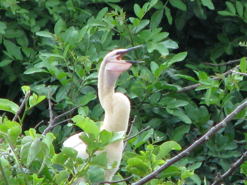 Wakodahatchee-Wetlands-Delray-Beach-FL-046