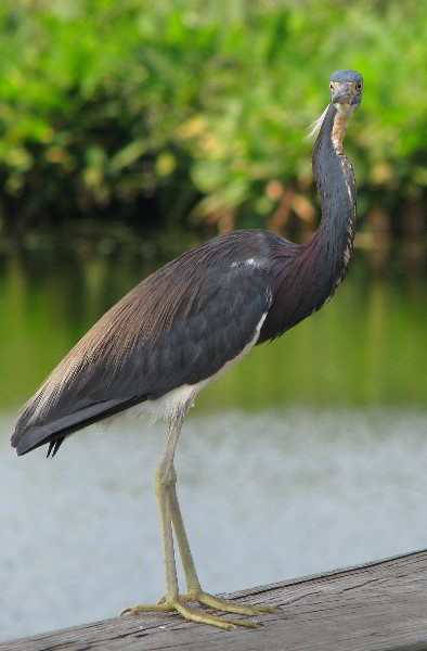 Wakodahatchee-Wetlands-Delray-Beach-FL-047