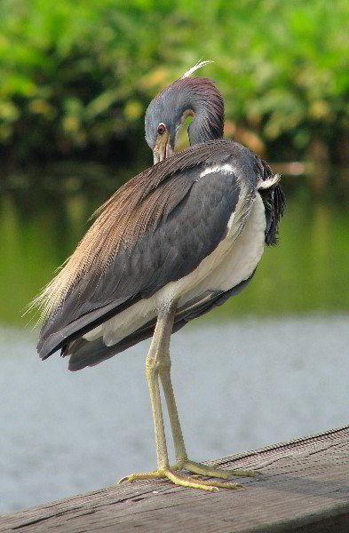 Wakodahatchee-Wetlands-Delray-Beach-FL-048
