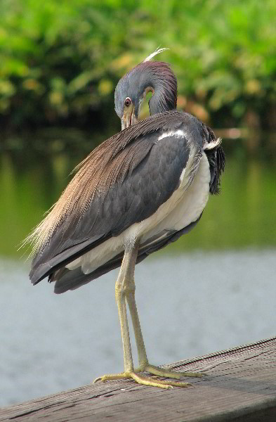 Wakodahatchee-Wetlands-Delray-Beach-FL-048