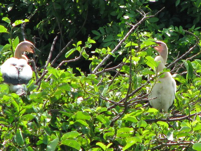 Wakodahatchee-Wetlands-Delray-Beach-FL-050