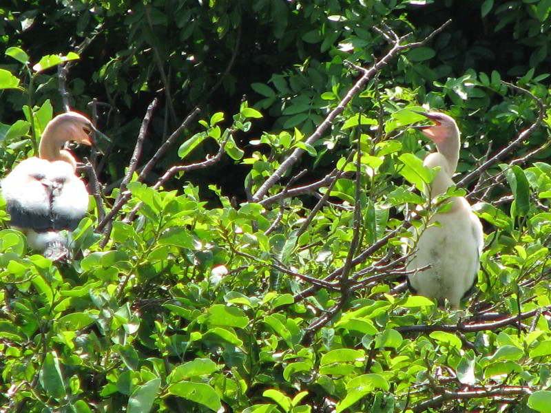 Wakodahatchee-Wetlands-Delray-Beach-FL-050