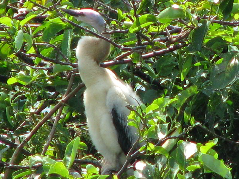 Wakodahatchee-Wetlands-Delray-Beach-FL-051