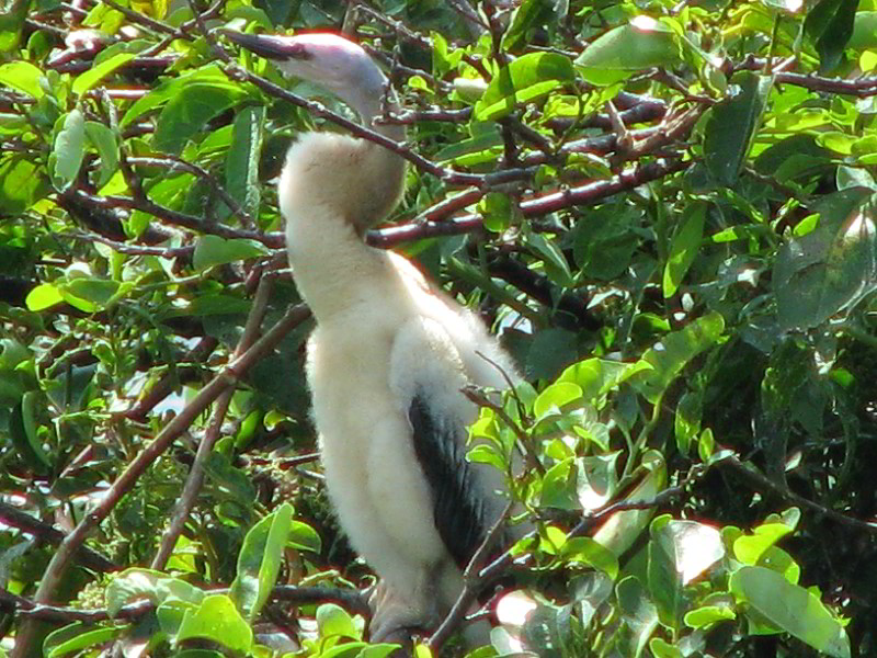 Wakodahatchee-Wetlands-Delray-Beach-FL-051