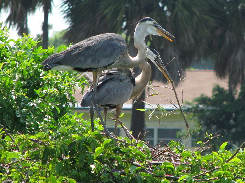 Wakodahatchee-Wetlands-Delray-Beach-FL-052