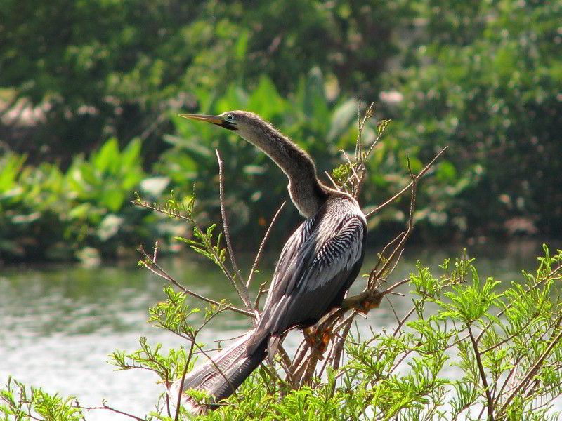 Wakodahatchee-Wetlands-Delray-Beach-FL-053