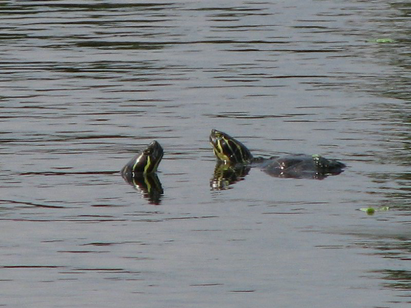 Wakodahatchee-Wetlands-Delray-Beach-FL-054