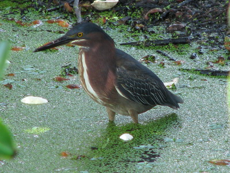 Wakodahatchee-Wetlands-Delray-Beach-FL-055