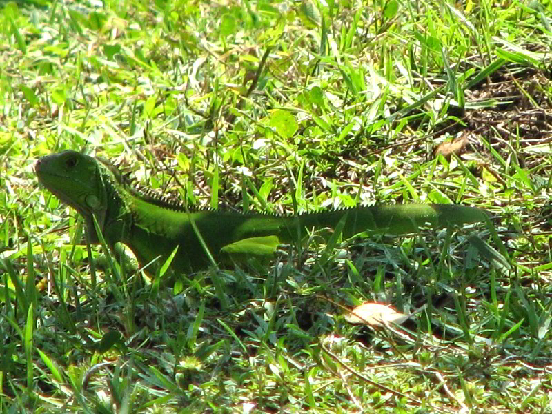 Wakodahatchee-Wetlands-Delray-Beach-FL-056