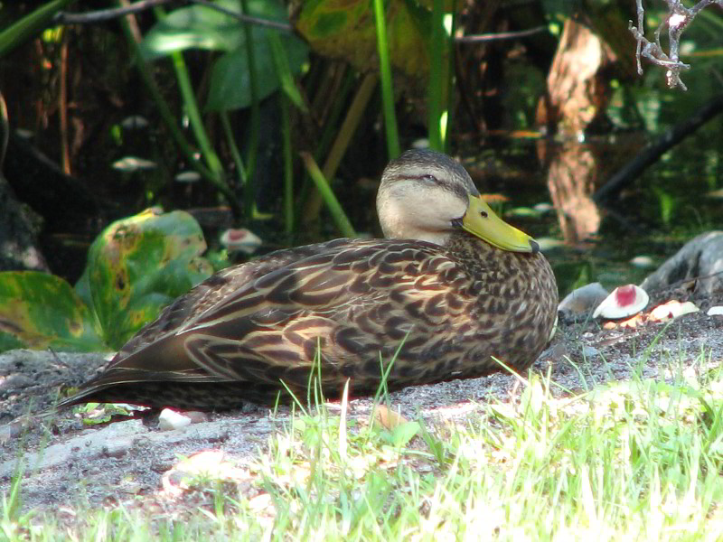 Wakodahatchee-Wetlands-Delray-Beach-FL-057