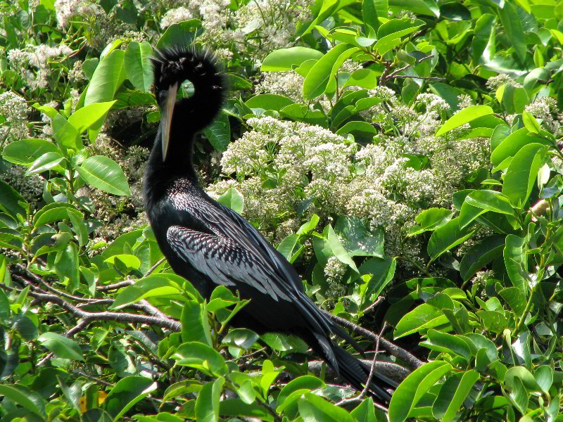Wakodahatchee-Wetlands-Delray-Beach-FL-058