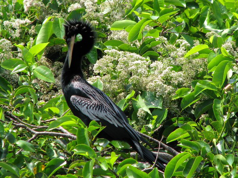 Wakodahatchee-Wetlands-Delray-Beach-FL-058