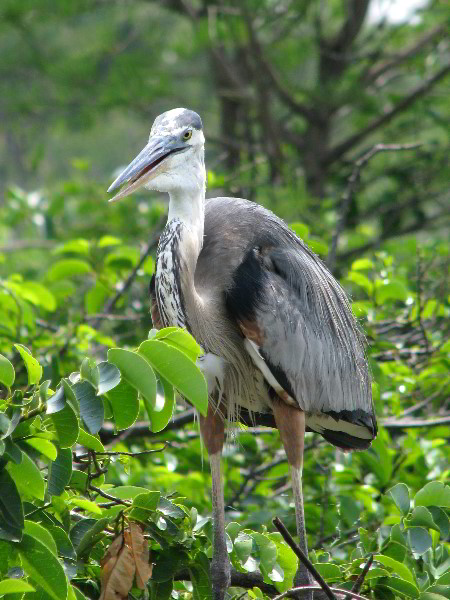 Wakodahatchee-Wetlands-Delray-Beach-FL-059