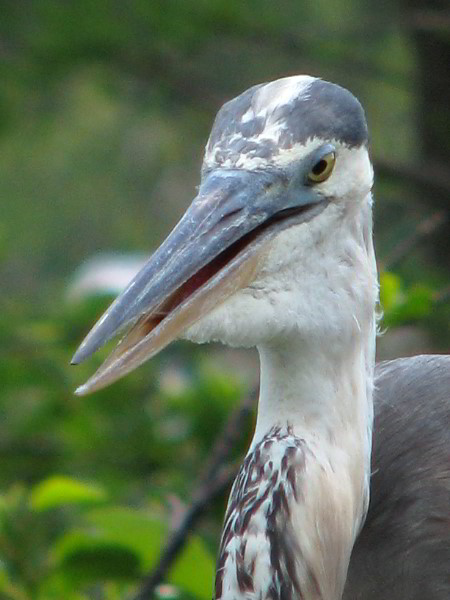 Wakodahatchee-Wetlands-Delray-Beach-FL-060