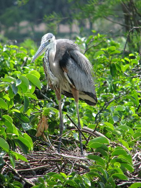 Wakodahatchee-Wetlands-Delray-Beach-FL-061