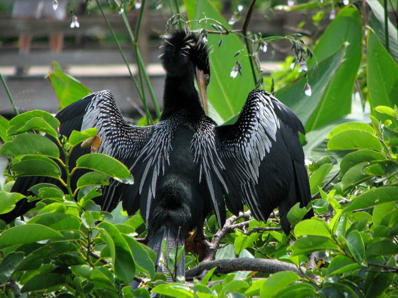 Wakodahatchee-Wetlands-Delray-Beach-FL-062