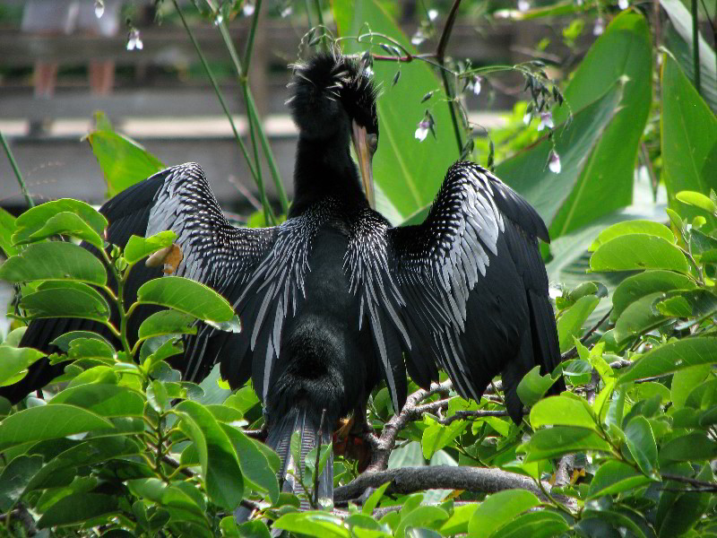 Wakodahatchee-Wetlands-Delray-Beach-FL-062