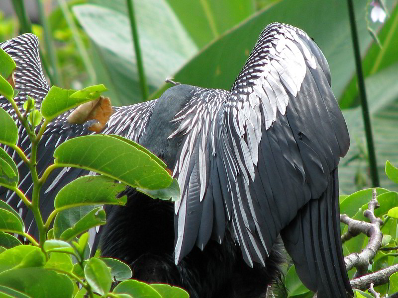 Wakodahatchee-Wetlands-Delray-Beach-FL-063