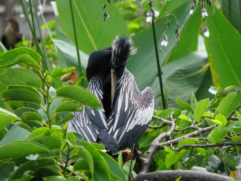 Wakodahatchee-Wetlands-Delray-Beach-FL-064