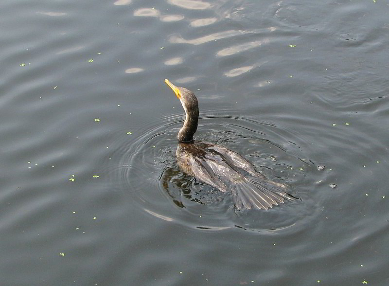 Wakodahatchee-Wetlands-Delray-Beach-FL-065