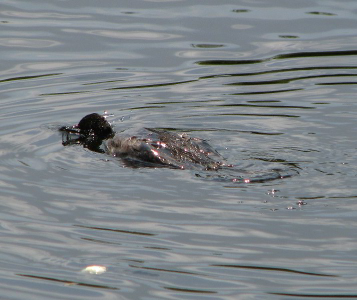 Wakodahatchee-Wetlands-Delray-Beach-FL-066