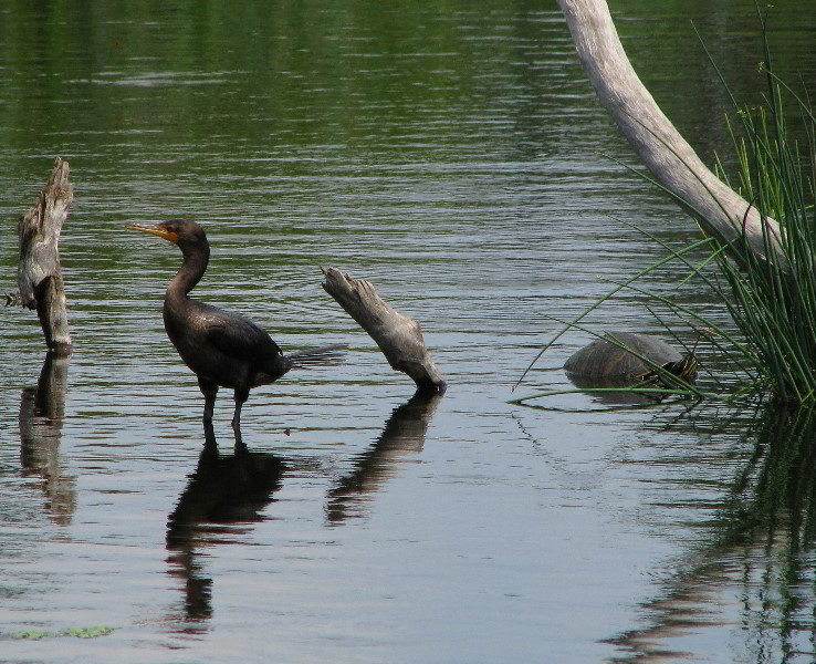 Wakodahatchee-Wetlands-Delray-Beach-FL-067