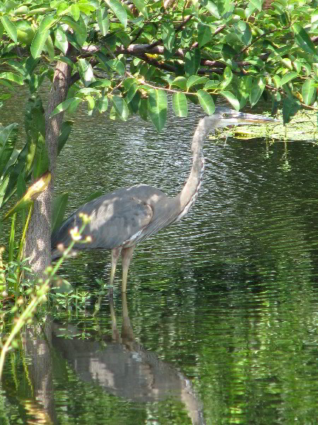 Wakodahatchee-Wetlands-Delray-Beach-FL-068