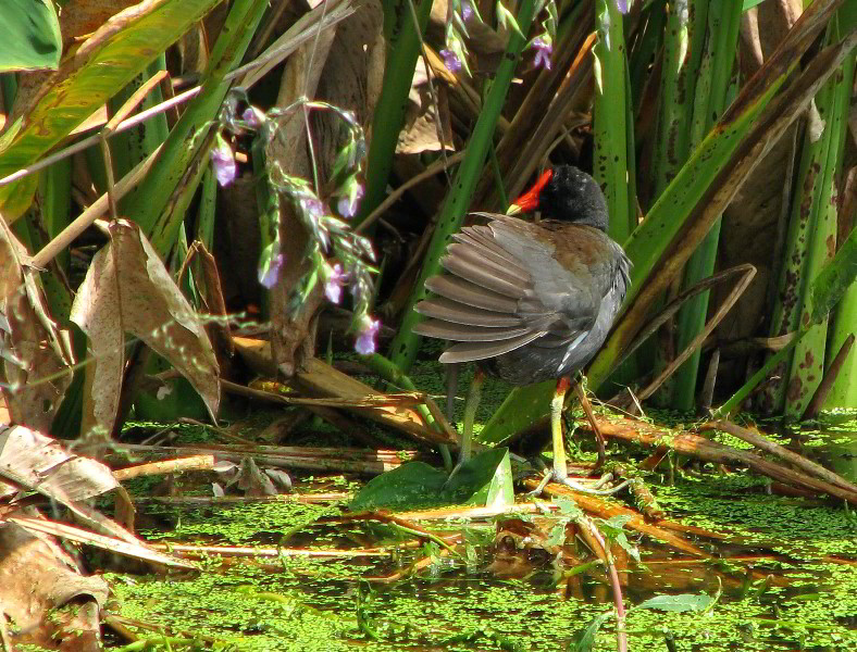 Wakodahatchee-Wetlands-Delray-Beach-FL-069