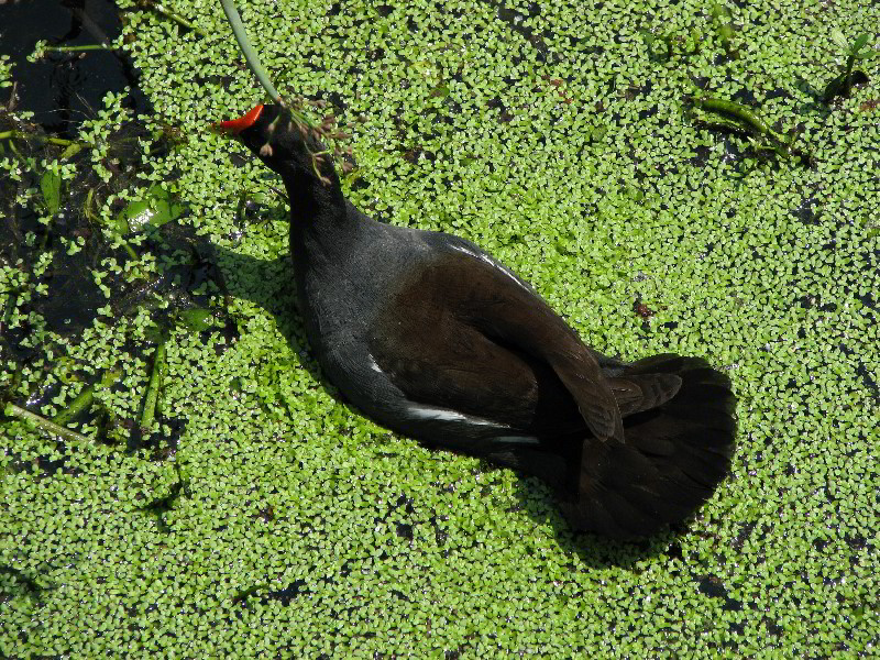 Wakodahatchee-Wetlands-Delray-Beach-FL-070