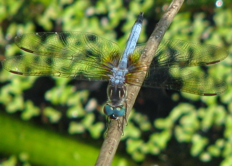 Wakodahatchee-Wetlands-Delray-Beach-FL-071